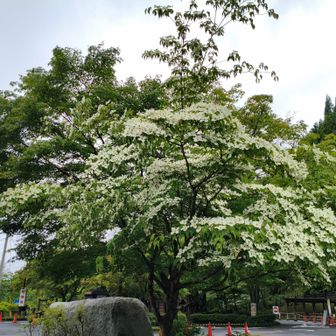 駐車場🅿️到着。7:00〜17:30、無料です。ヤマボウシかな?満開🤍
９時過ぎ迄雨が降っていたけど止んだよ。