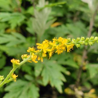 キンノミズヒキ💛
この花の後の実も『ひっつき虫』になるそうな…