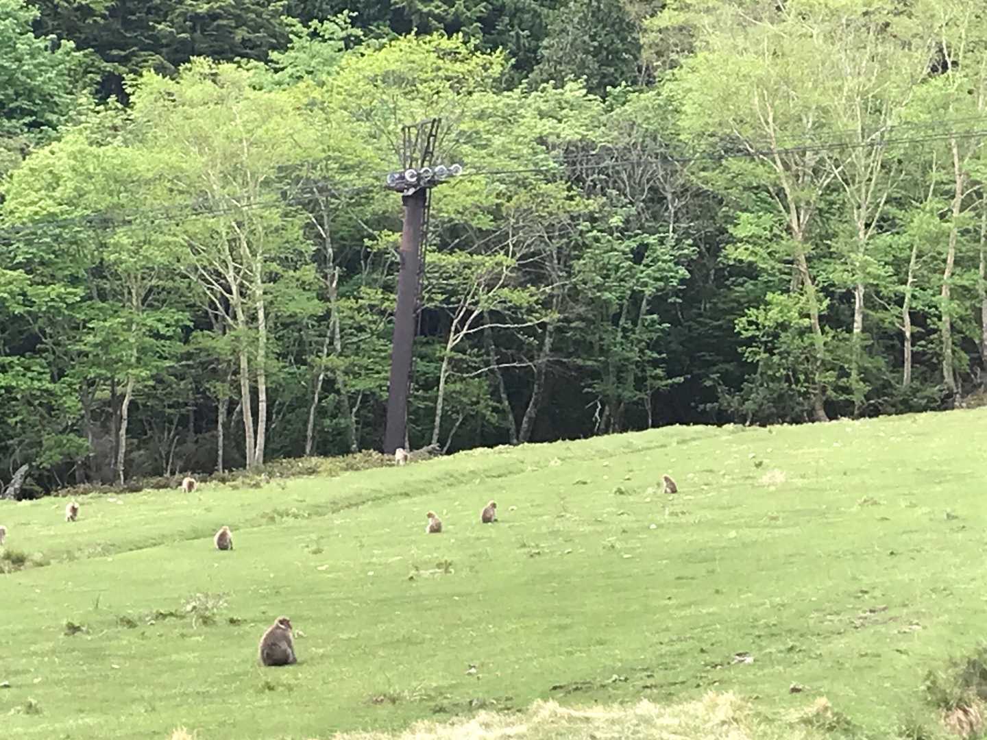 湯元スキー場　朝はお猿さん　
帰りに居るのはだーれだ？
