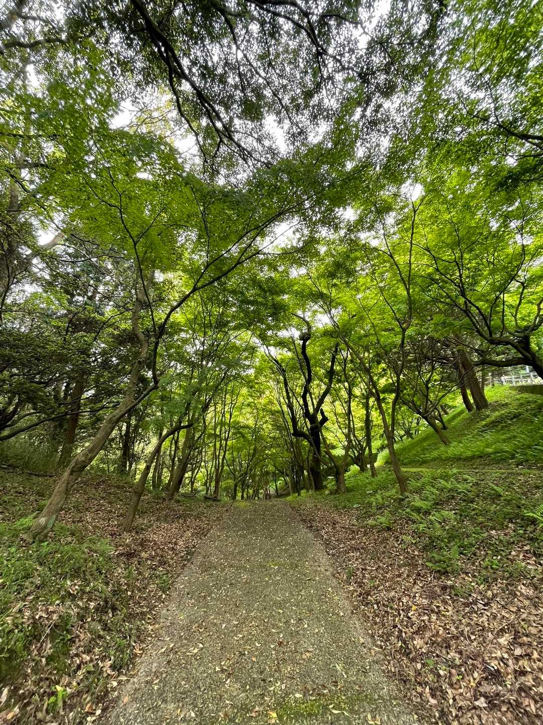 もみじ谷参道
秋に来てみたいな🍁