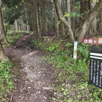 七本槍の地
この辺りでの奮戦を、秀吉が山頂から見守っていとか🧐