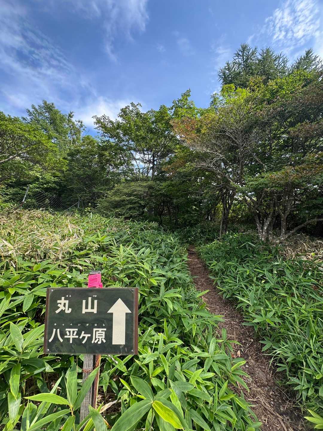 八平ヶ原経由で丸山を目指す