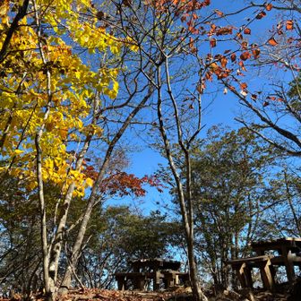 紅葉が始まってますね