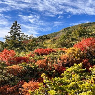 東北はどこも紅葉全開ですね🍁