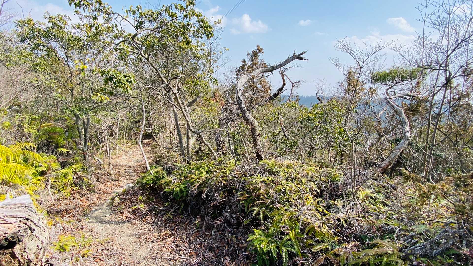 そして引尾山へ
進入禁止と誤解する分岐点の案内ありますが、道は通れます。
進入禁止なのはその先の池に下りる道。