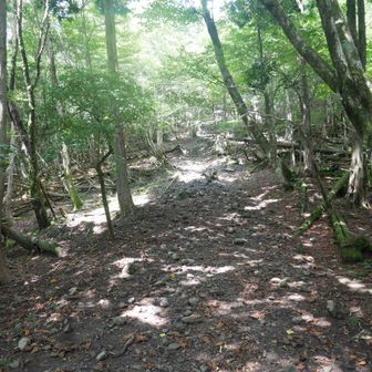 歩き出すとすぐに滝汗💦
降りて来た方が「山頂は涼しいですよ」と嬉しい声がけいただき
