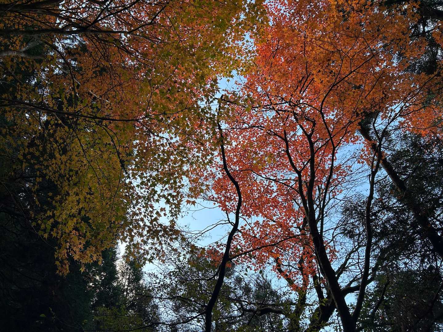 訪れるのは秋🍁が良いのかも👍