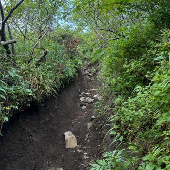 ここから傾斜緩くなり、ホッとひと息
