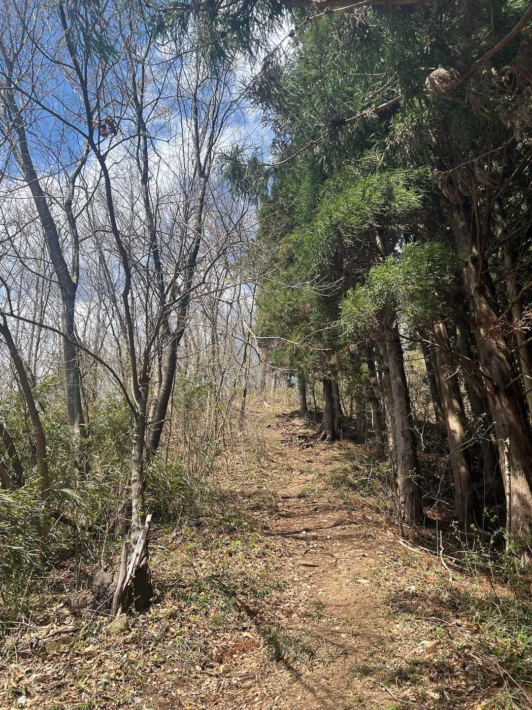 お山はやっぱりいいない🤗