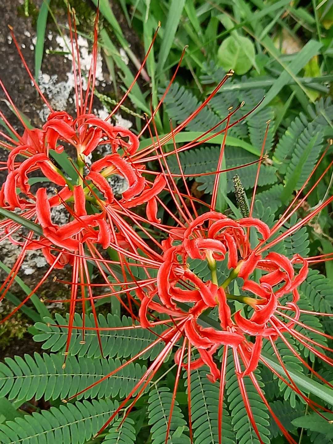 マジマジ見ると本当、複雑。花火🎆のようです🌼