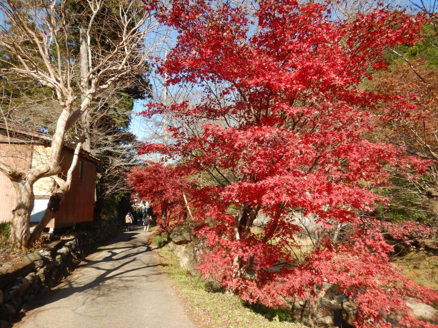 吾野駅-栃屋ノ頭-六ツ石ノ頭-滝不動 周回コースの写真