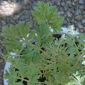 🟢にがよもぎ🟢