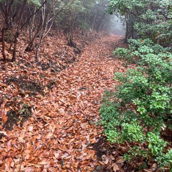 つづら折りで登りやすい新道　アセビの葉がきれい(毒)
