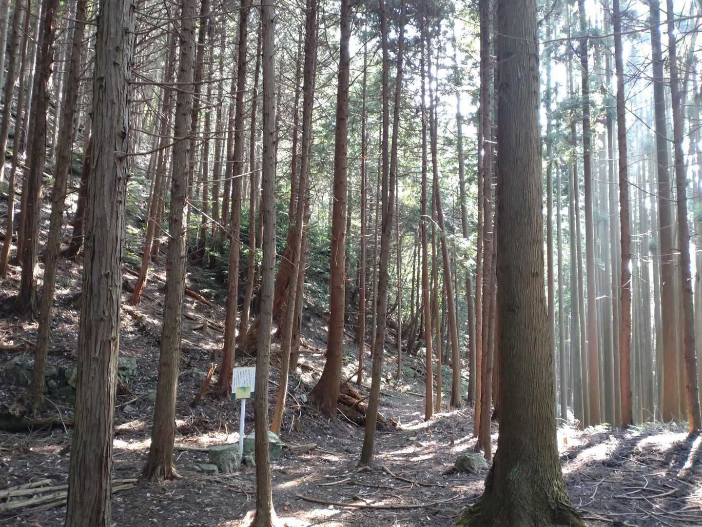 分岐