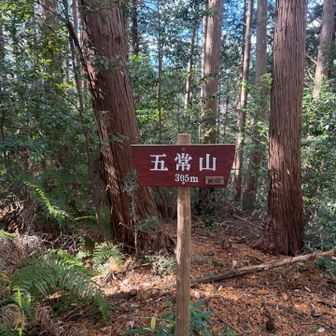 ヤマップでも通常ルートなんだけど、歩き易いったら無い！