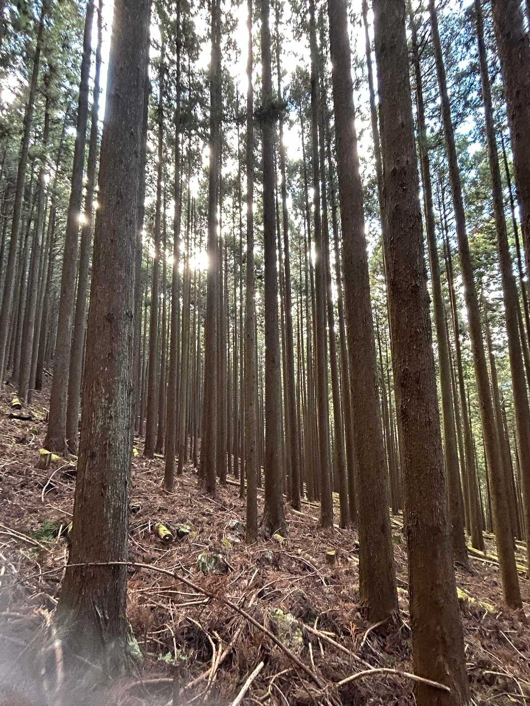 植林された天竜杉は素晴らしい😀