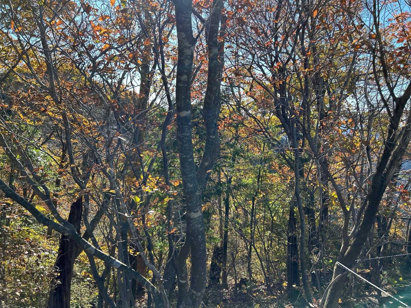 🍁