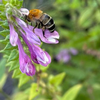 アキギリ？の花と蜂

「おいしいかい」