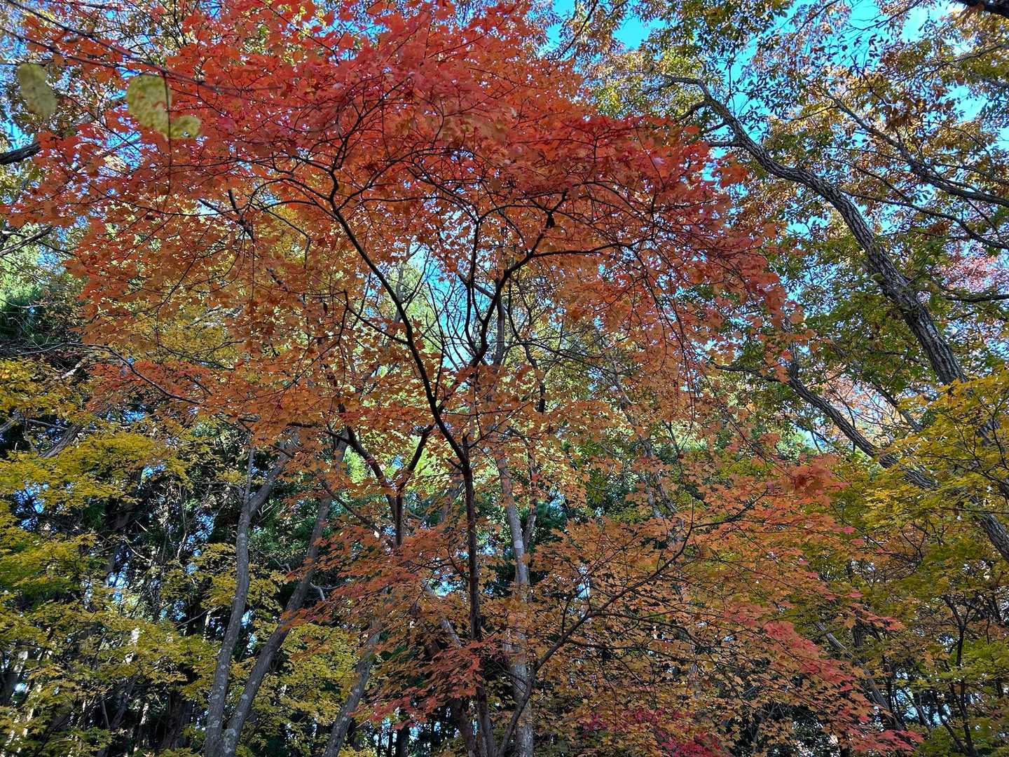 登り途中の紅葉🍁