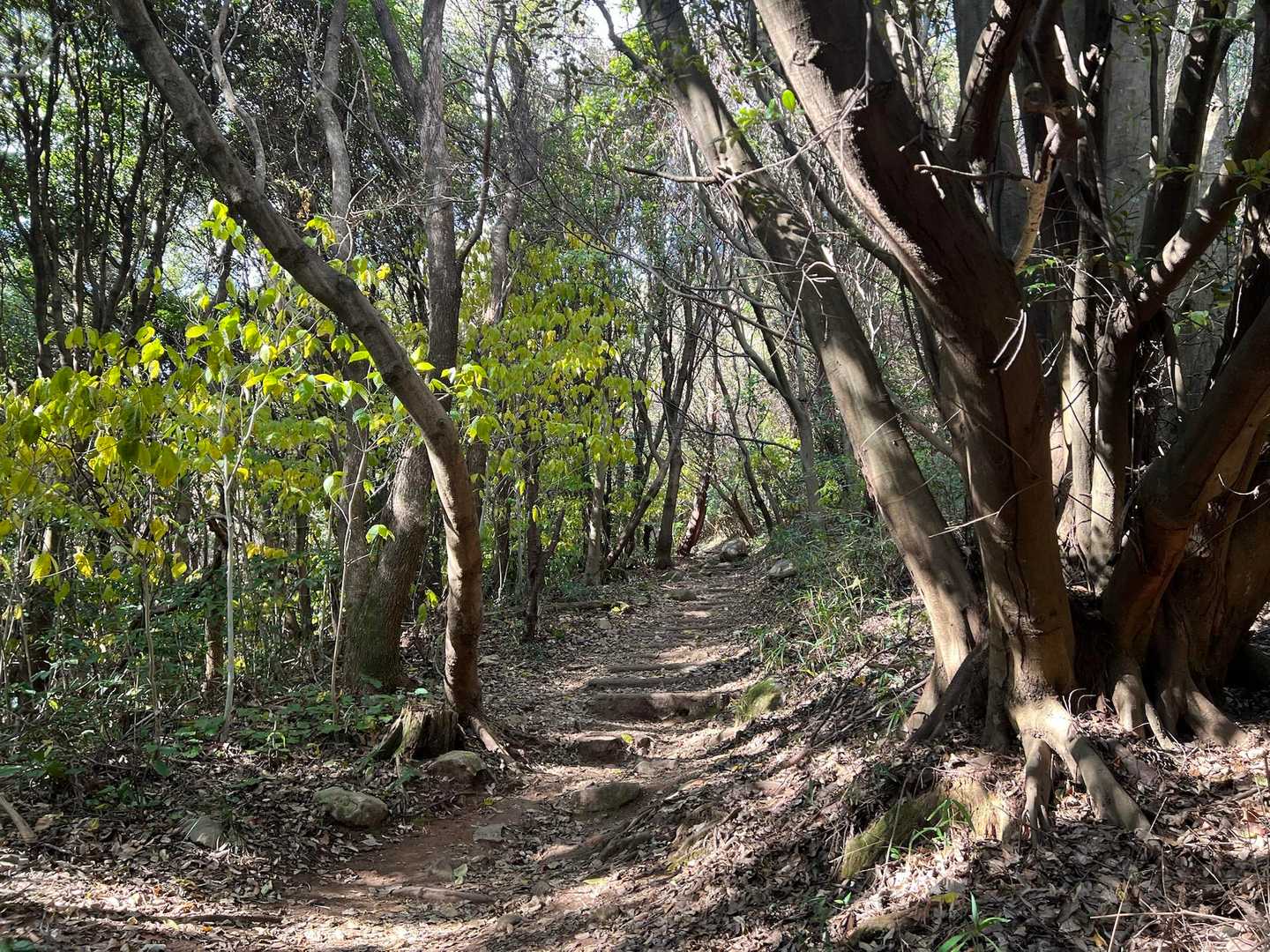 綺麗🌲ここから下りてきた