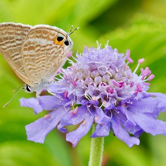 八方ヶ岳（やほうだけ）山頂には“マツムシソウ”（松虫草）が たくさん咲いていました...🦋“ウラナミシジミ” 波々模様が綺麗👍