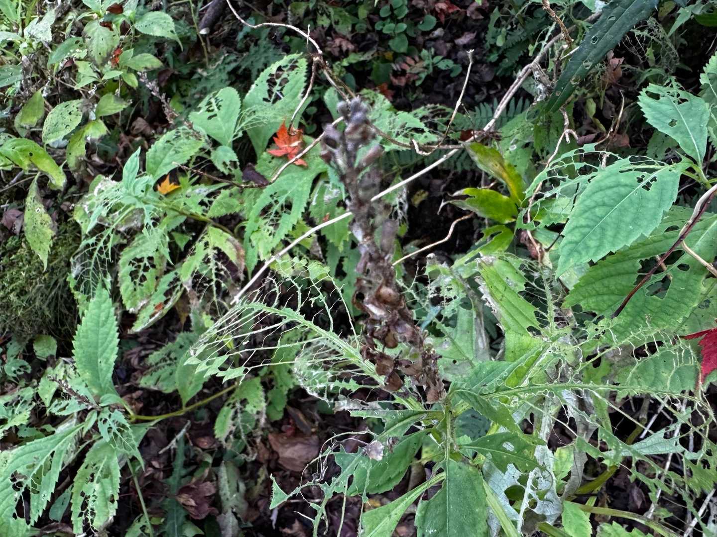 ミカエリソウの葉🍃食べ散らかされてる🐛
葉っぱが美味しいのか葉脈がマズいのか面白い状態になってます😆