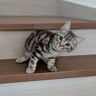 メリメリウール