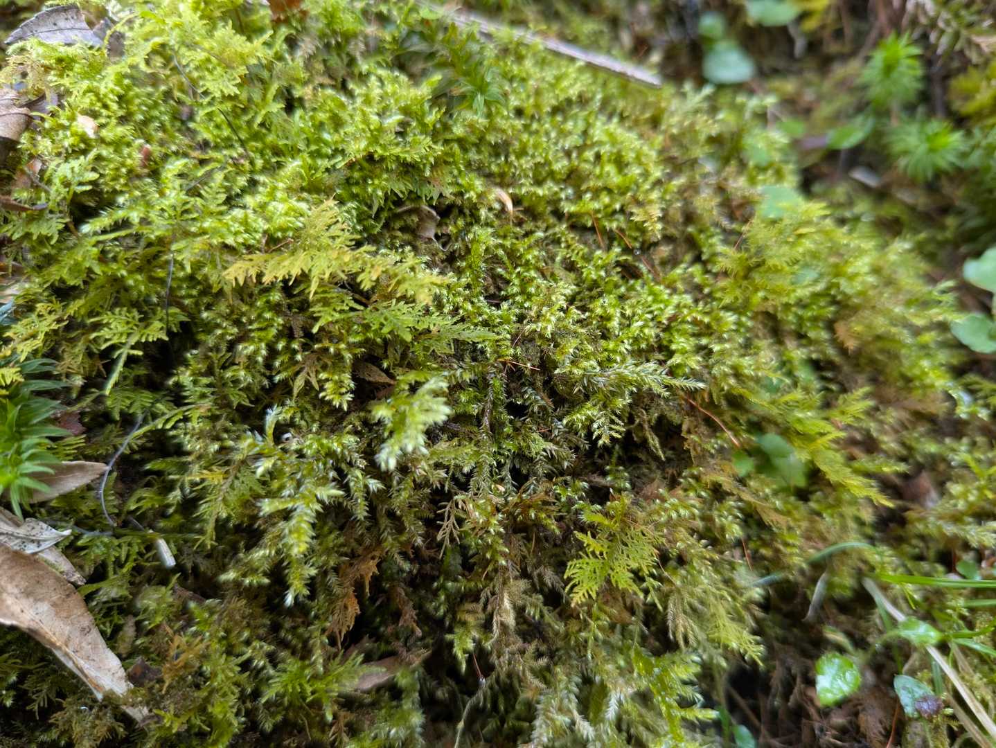 苔も美しい〜