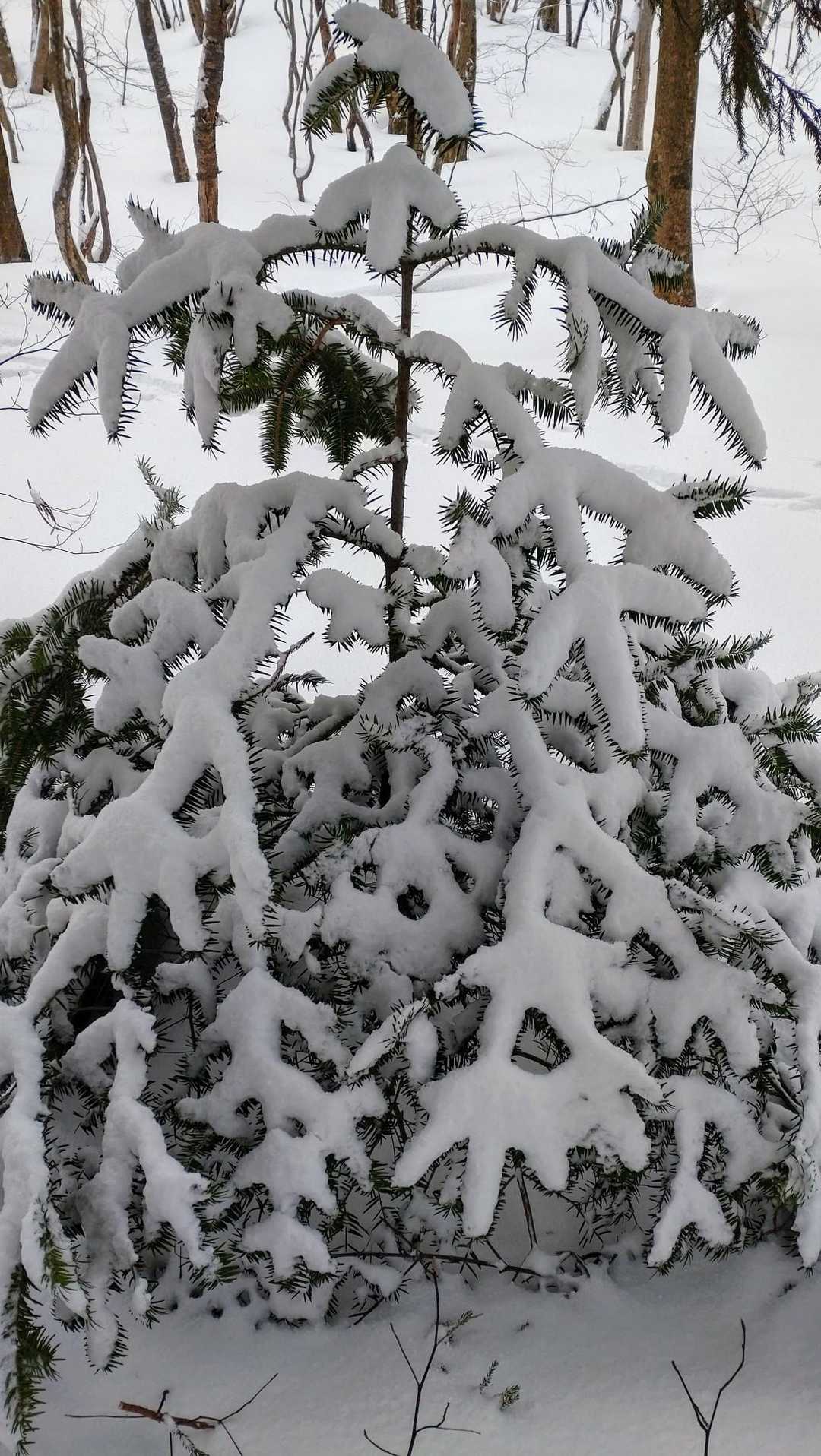 なんと言っていいのか🤔
素敵でした🌲