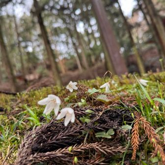 群生してました