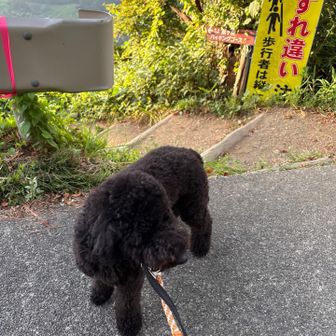 やっとここ、登山道は枯れ葉拾うから無理だよ。