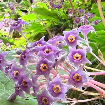 白石滝付近の群生地② 崖沿いにびっしり群生こちらの方がお花が元気だった。花数が多くて可愛い〜茎や葉を傷つけると変な匂いがするらしい
