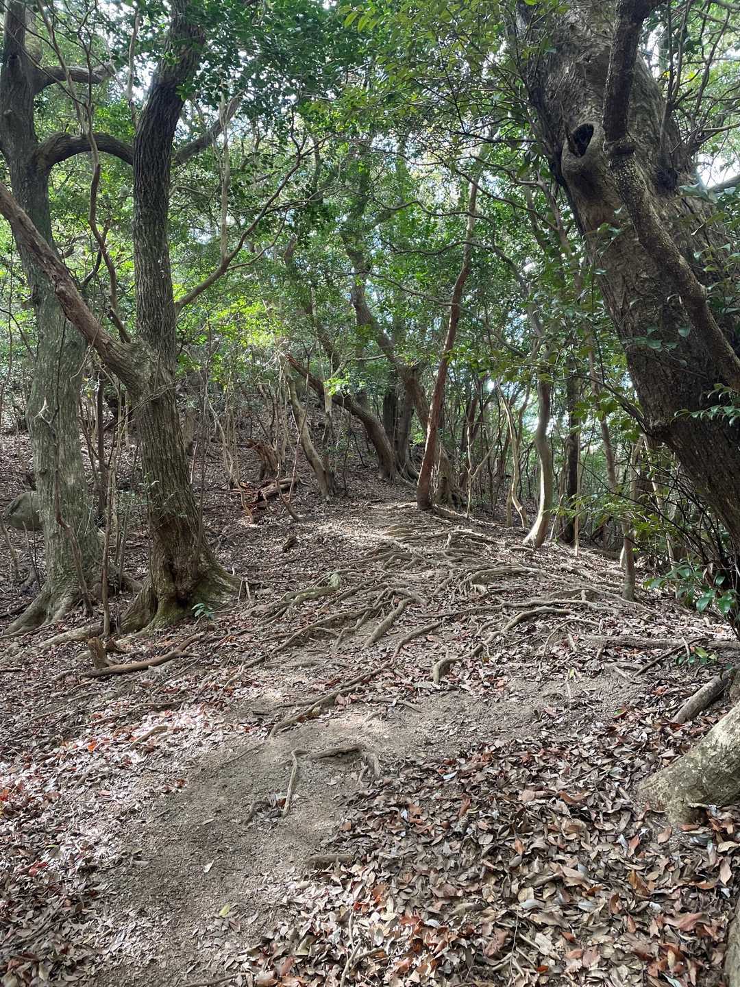 気持ち良すぎた猿岳までの道🌳