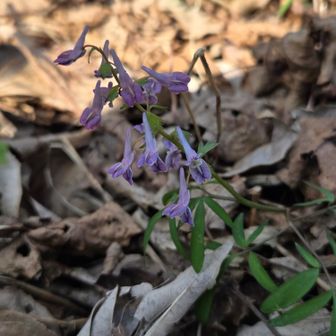 エンゴサクだと思う