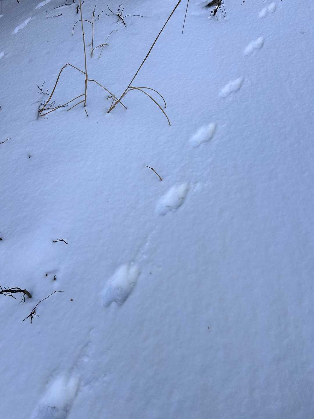 これも誰？
肉球無し👀
蹄のあと？としたら、、、猪😨

この辺りは雪深めでスノーシューも楽しめそうだけど、この日は距離があまり無いのでアイゼンのまま進みました。