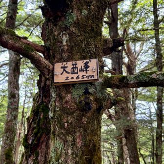 他のピークも珍しくちゃんと回収。
大西峰🙌