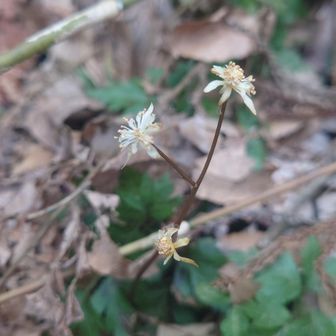 黄色オウレン💛