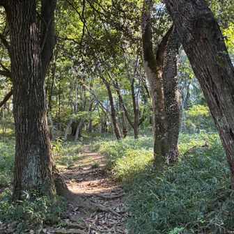 八津池眺めて振り返った所に
分岐に戻る登山口がある。

穏やかな登り‥
5分足らずで鐘撞堂山から続く道に戻れる。
池に降りるなら、
こちらの道を強くお勧めします。

30分前の私に教えてあげたい。