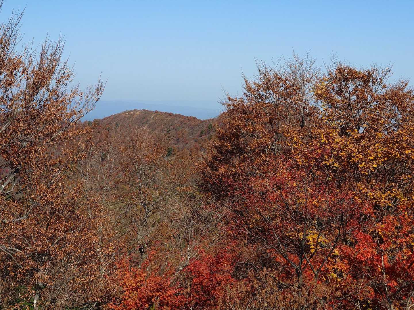紅葉は赤い