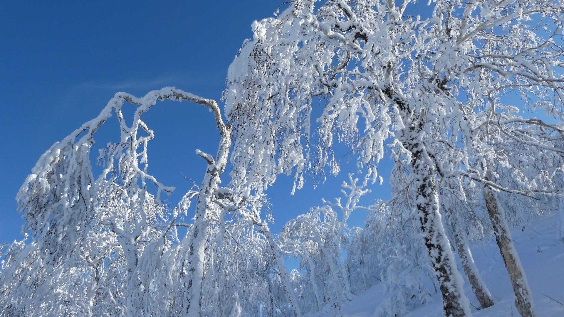 昼近いのに樹氷が残り落氷もほとんどない
予報より気温が上がらなったようだ