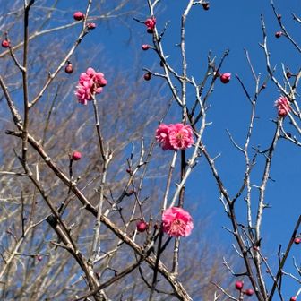 梅咲いてた😃