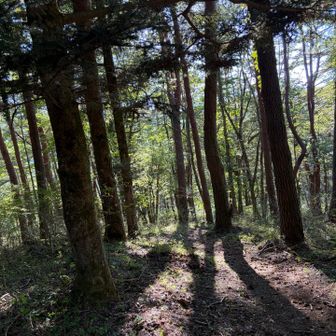 時々、登山道。他は、ロード歩き🥲