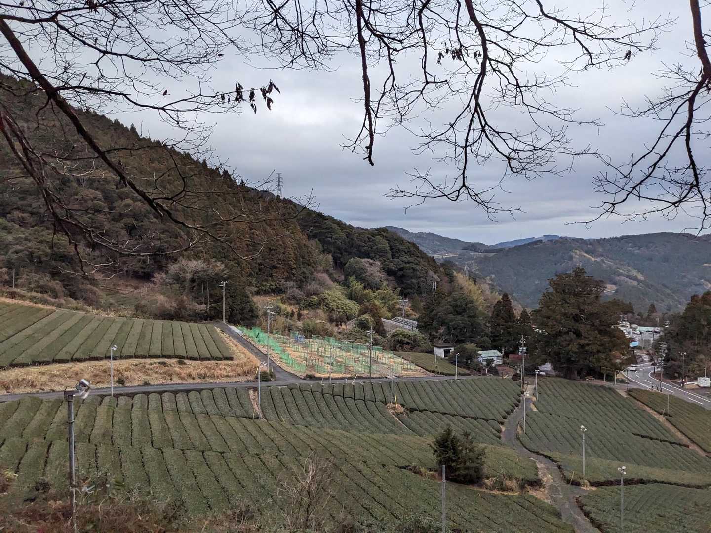 静岡ですねー
お茶畑