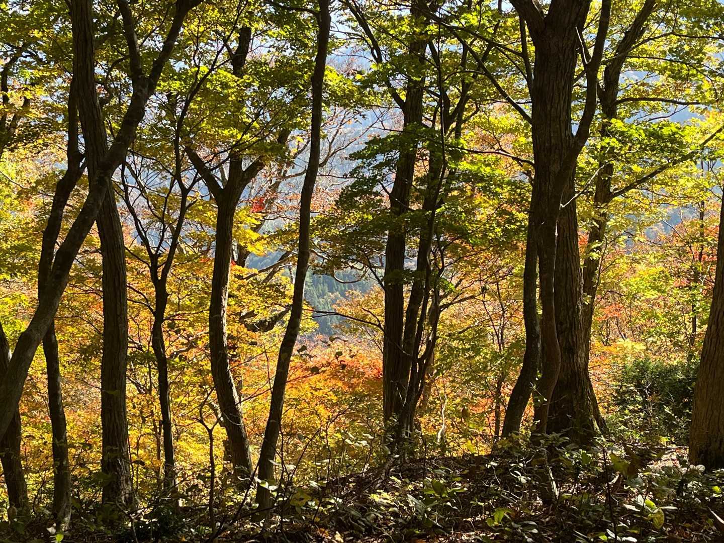 シチグレ峠-百里ヶ岳-根来坂峠 周回コースの写真