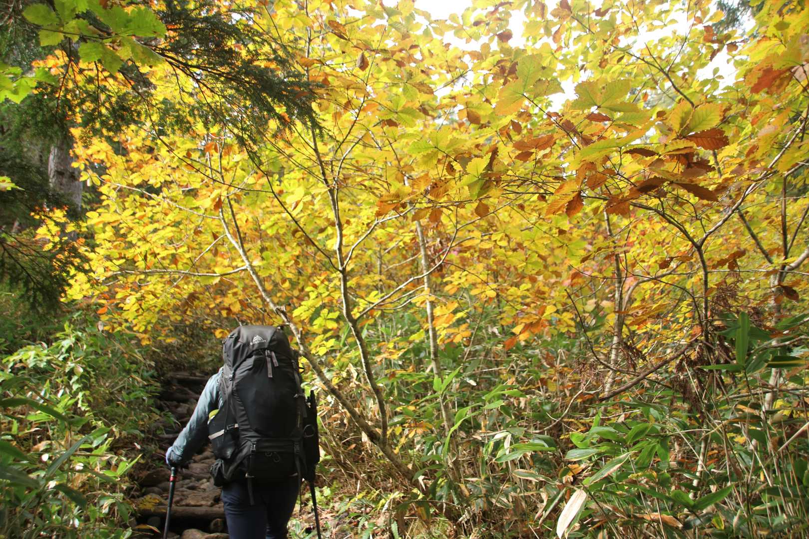 黄色の紅葉🍁
登っていくと…