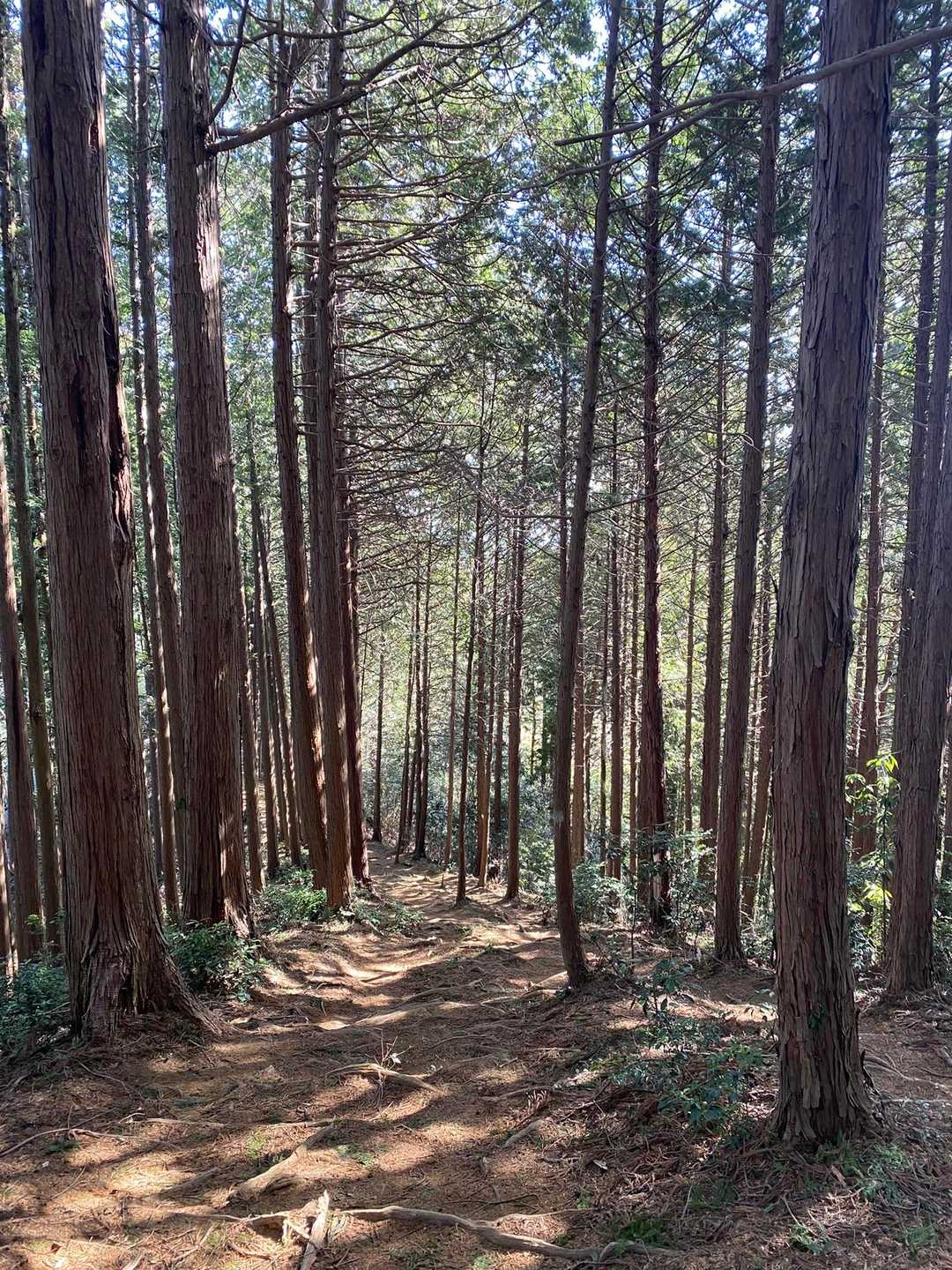 気持ちの良い道でした☺️