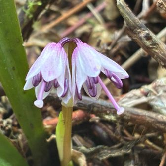 ショウジョウバカマ