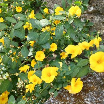 綺麗な、名前の知らない花☺️お庭の花です。