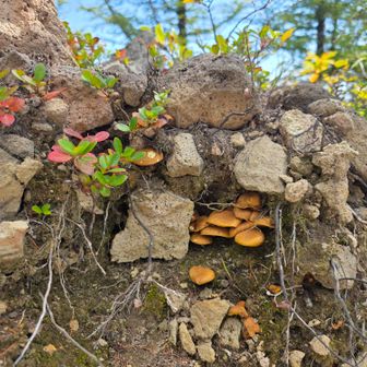 こんな所にもキノコ生えてるよ🍄👀‼️