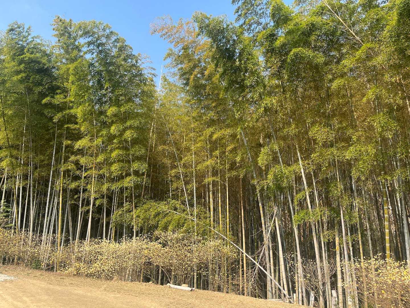 大山崎駅-酒解神社-天王山 周回コースの写真